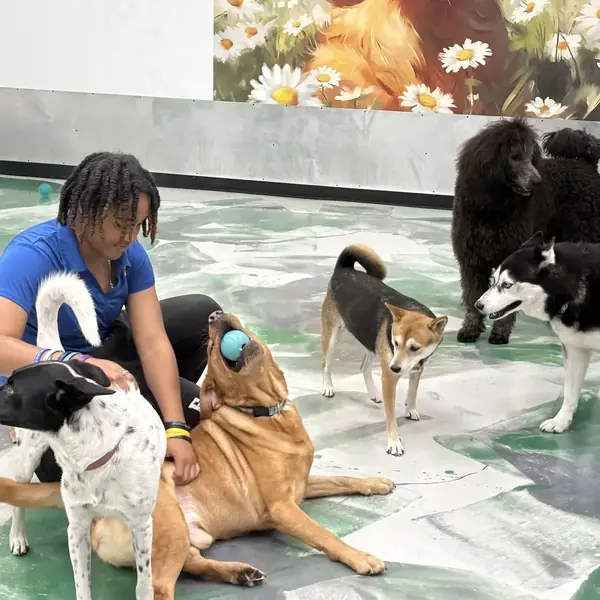 Daycare friends at K9 Rox Club Las Vegas